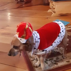 Dog King costume